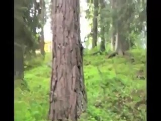 hunting dog attacked by deer