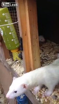 Джилл не видит разницы между рукой и своими детьми