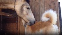 Köpek ve Atın Dostluğu
