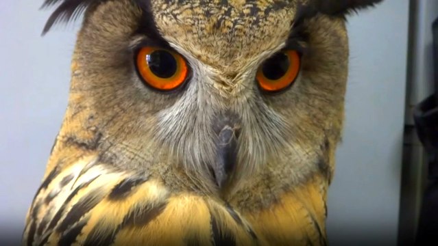 Komik Sesler Çıkaran Baykuş