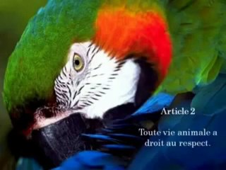Droits des animaux