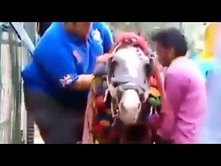 Fat Man Fall Down from Horse Funny