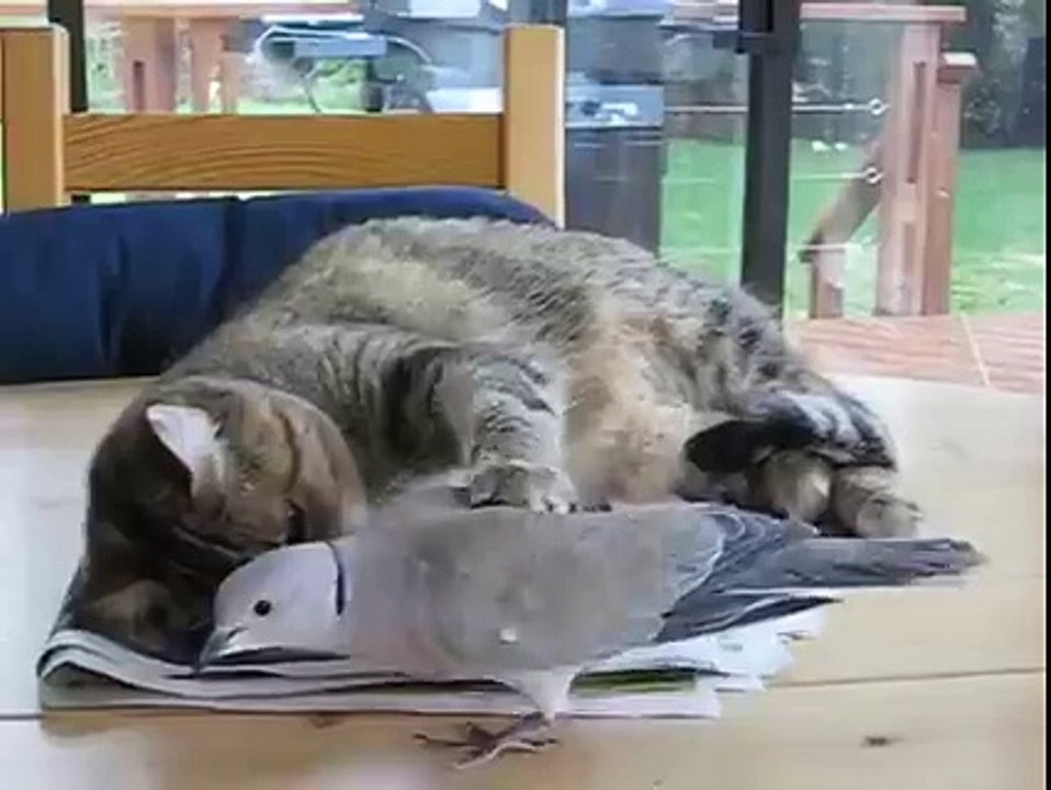 Funny video 2015 Best
