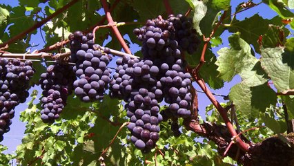 Climat : quels cépages pour quel vin de Bordeaux dans 50 ans ?
