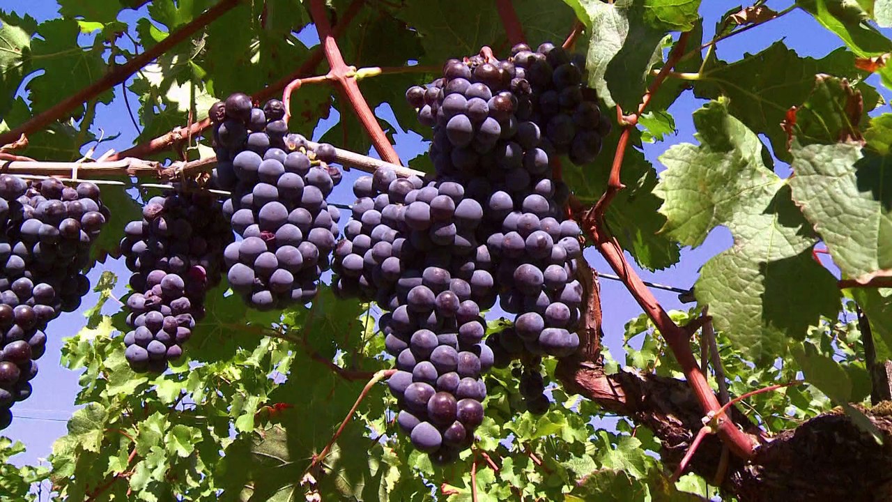 Climat : quels cépages pour quel vin de Bordeaux dans 50 ans ?