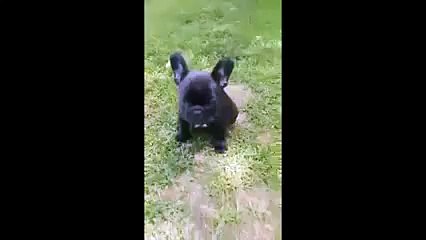 Okay, that's too much cuteness for one day - YouTube