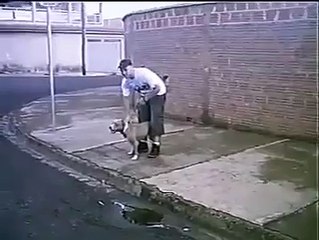 Pitbull Gets Something From The Roof For His Owner - YouTube
