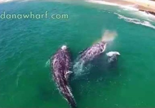 Gray Whale Family Delight the Crowds at Dana Point
