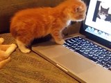 Quand des chatons regardent des chats sur un ordinateur