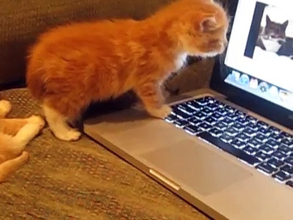 Quand des chatons regardent des chats sur un ordinateur