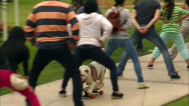 Otto the skateboarding bulldog - Guinness World Records