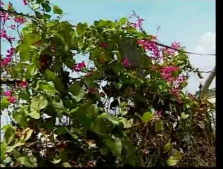 Vùng trước mặt - karaoke - Truong Vu