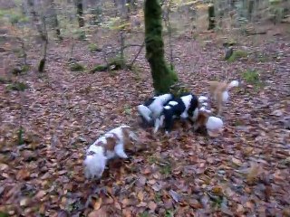 Les poilus en forêt à la fin de l'automne