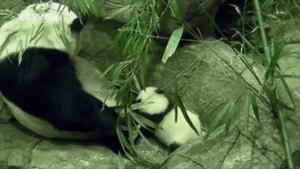 Bei Bei, le bébé panda du zoo de Washington fait ses premiers pas
