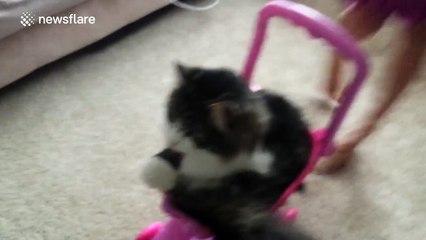 This cat is extremely tolerant!