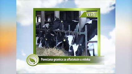 Vesti - Povećana dozvoljena granica za aflatoksin u mleku