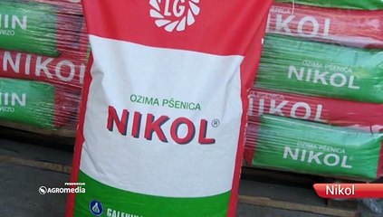 Nikol – glavni korak ka dobrom rodu pšenice!_421_10.10.2015.