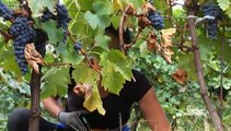 Vinogradari i vinari sa tradicijom - porodica Ćosić