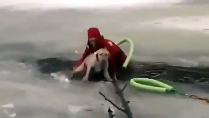 They Are Real Heros! Saving a dog - YouTube