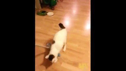 This cat has invented a brand new sport for himself, LOL - YouTube