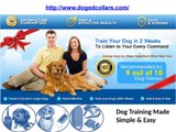Top Dog shock training collars