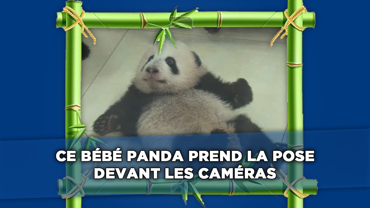 Ce bébé panda prend la pose devant les caméras