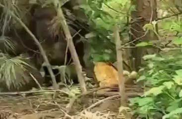 кот и медведь !