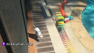 Giant Friendly Pigeon in our Pool Yard! HobbyPigeon Scared of HobbyPuppy by HobbyKidsVids