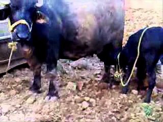 MUJ KAHAT KHANDI AA DR.ASHRAF SAHIBZADA