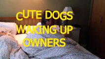 Cute dogs waking up owners - Funny dog compilation