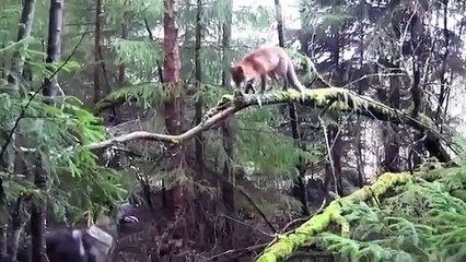 Un chien rencontre un renard sauvage pour la première fois