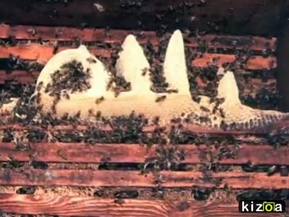 Islam.Miracle Of Allah Real Clip-MIRACLE OF ISLAM-Miracle Mojza of Allah 2015- Mojza of Allah in world