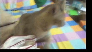 Funny Cats Video Funny Cat Videos Ever Funny Videos 2014 Funny Animals Funny Animal Videos