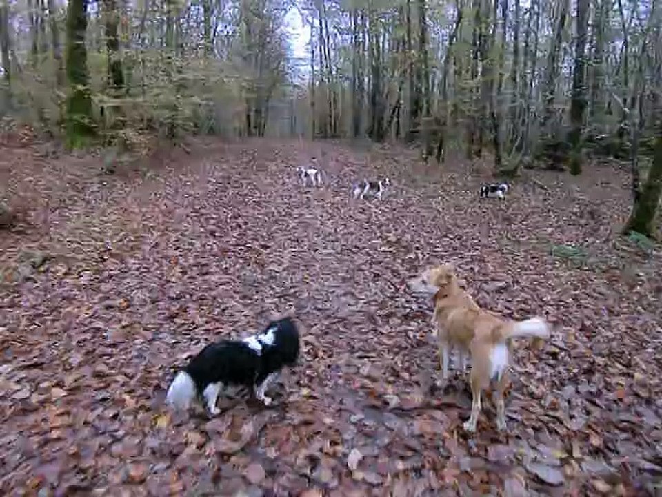 Balade en forêt en fin d'automne