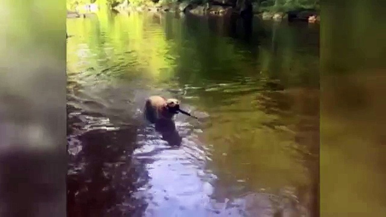 Un chien fait un tour avec son bâton