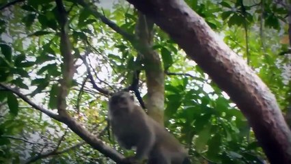 Orangutans cute Orangutans funny