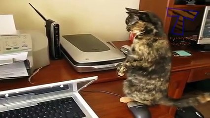 Funny cats scared of random things - Funny cats compilation