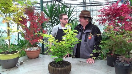 Les érables du Japon avec France Bleu Belfort Montbéliard