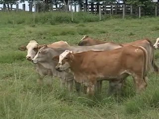 13 de noviembre de 2015 Invitación Gran Remate Agroganadera Montenegro