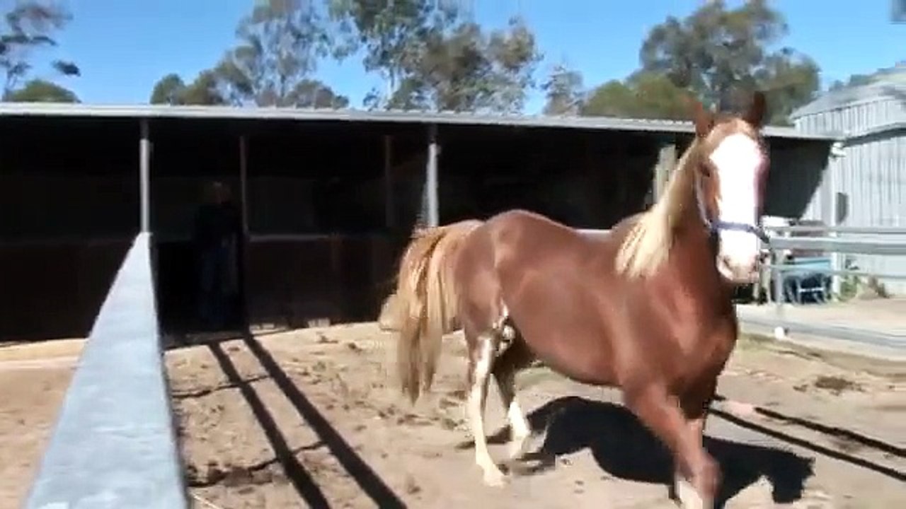 Abused      horse .Tarzan Training