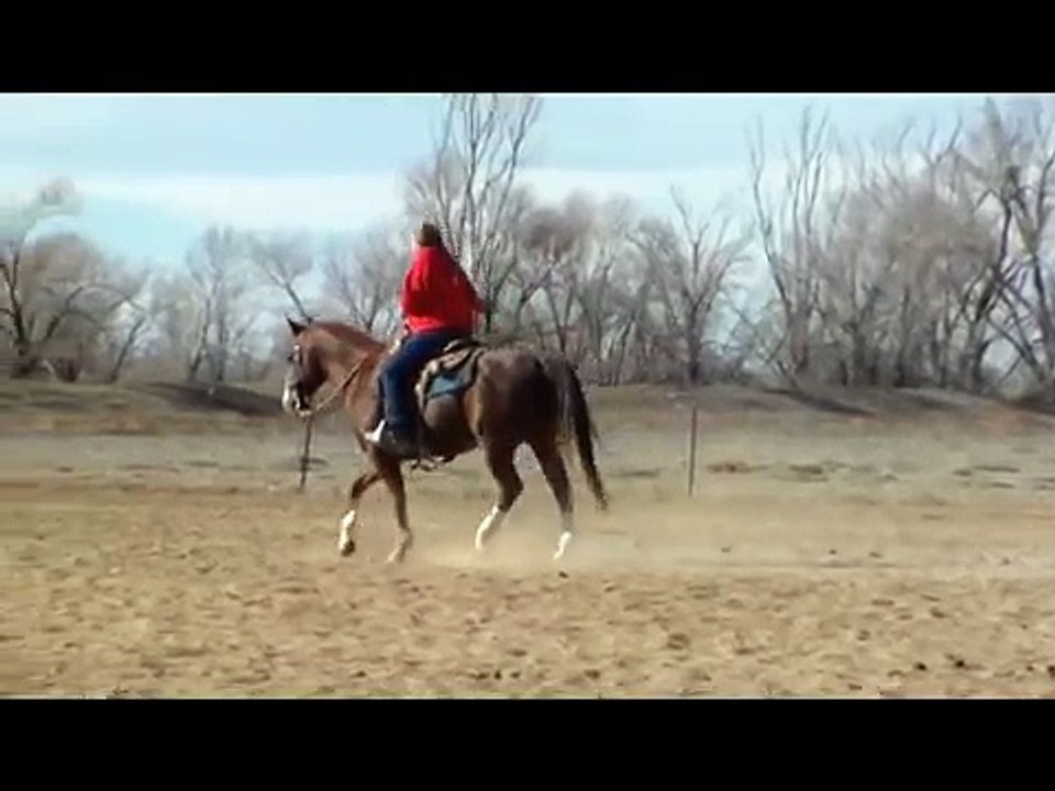Conquer This Kid Horse Traing