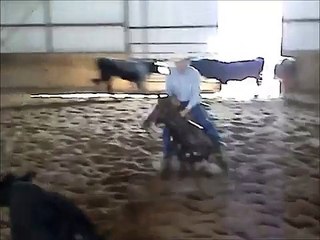 horse for sale Cutting