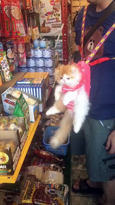 This Cat is so Lucky