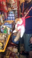 This Cat is so Lucky