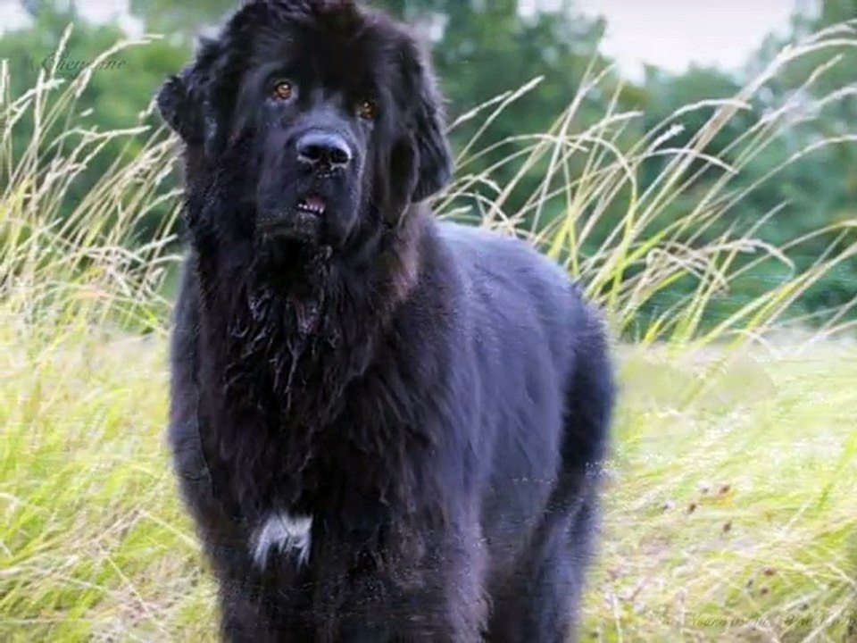 Hommage à ma fille Cheyenne