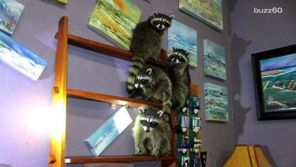 Police catch adorable masked bandits