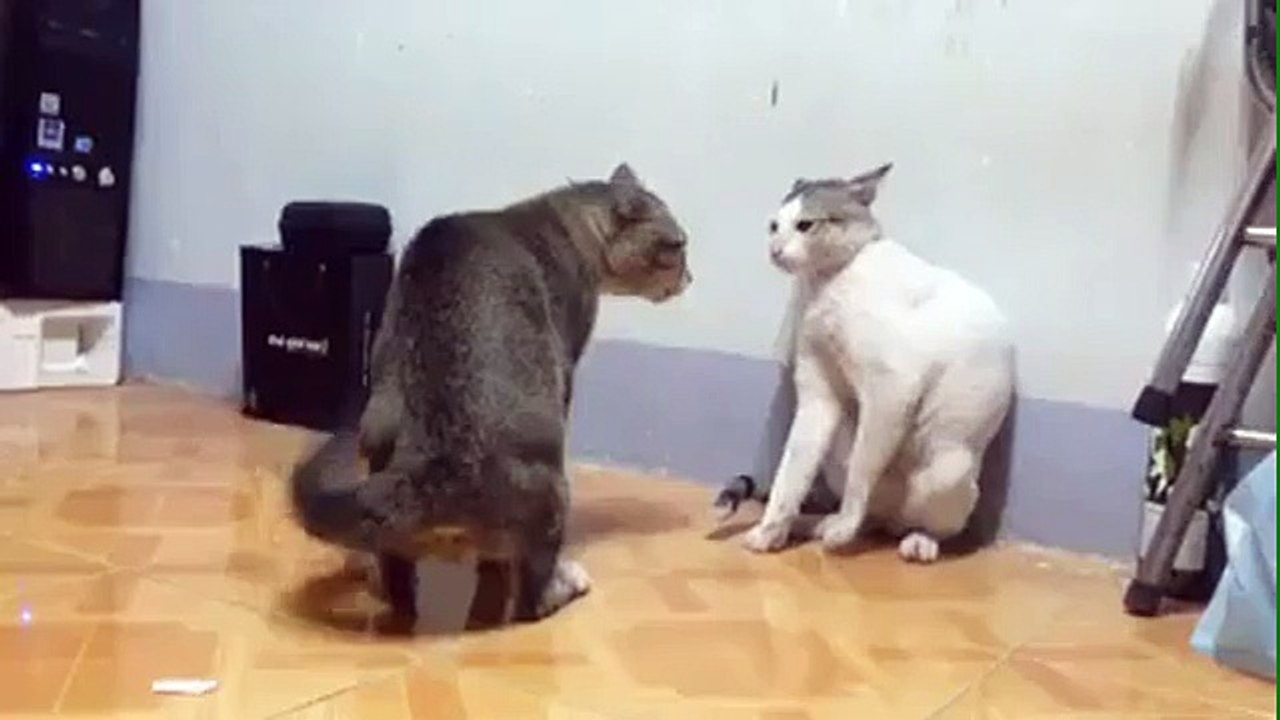 Funny fight cats