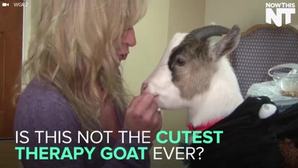 Therapy Goat Brings Joy To The Elderly