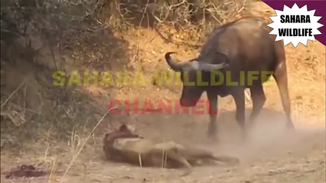 Buffalo Gores Lion To Death [Battle Of Death]