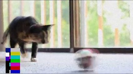 cats and animals can be jerks